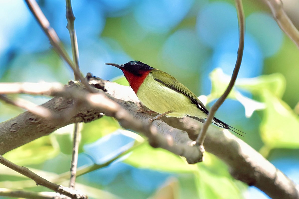Fork Tailed Sunbird | Photo par Liu Bin