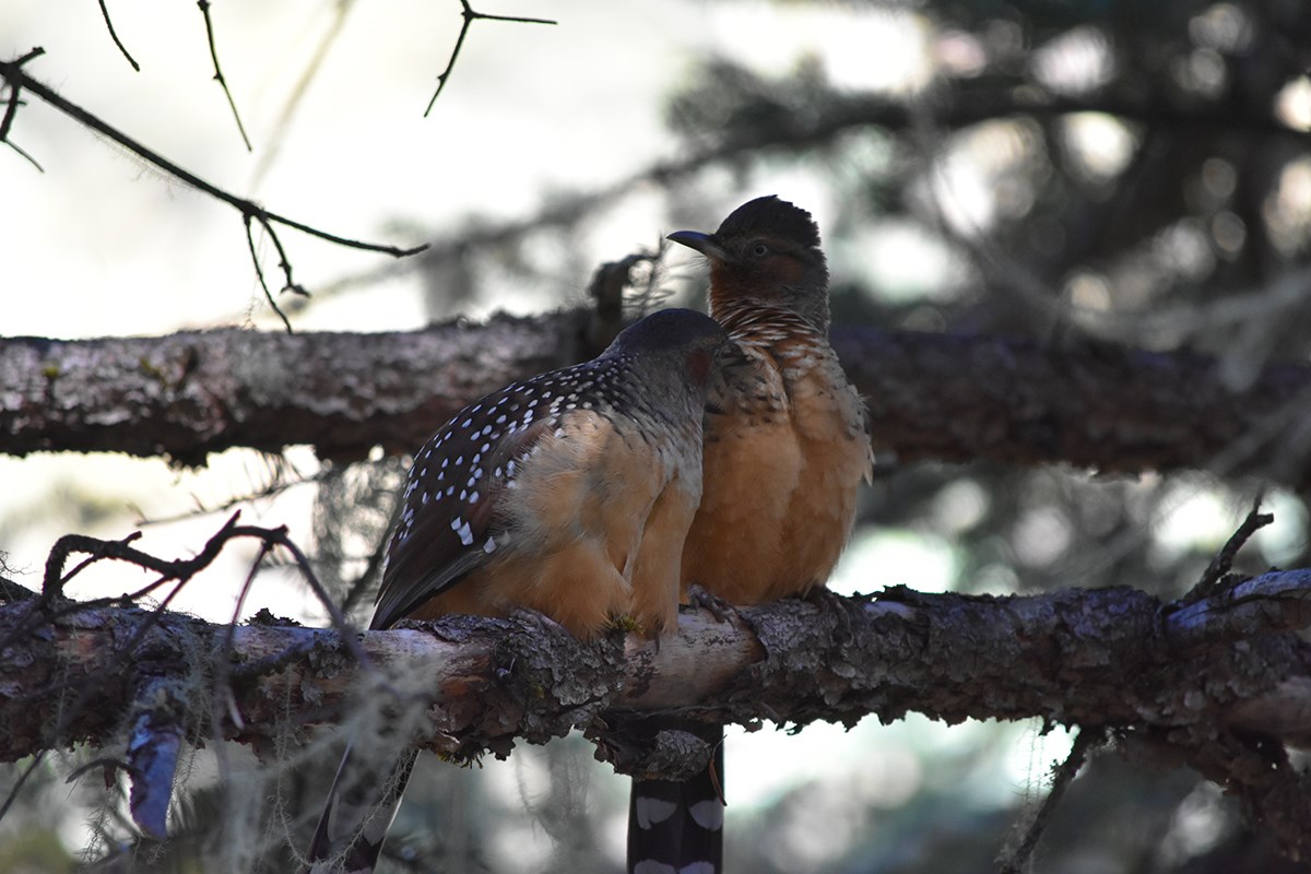 Giant Laughingthrush | Photo par Liu Bin