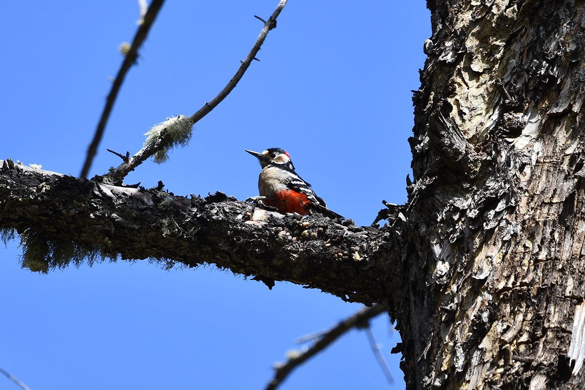 Great Spotted Woodpecker | Photo par Liu Bin