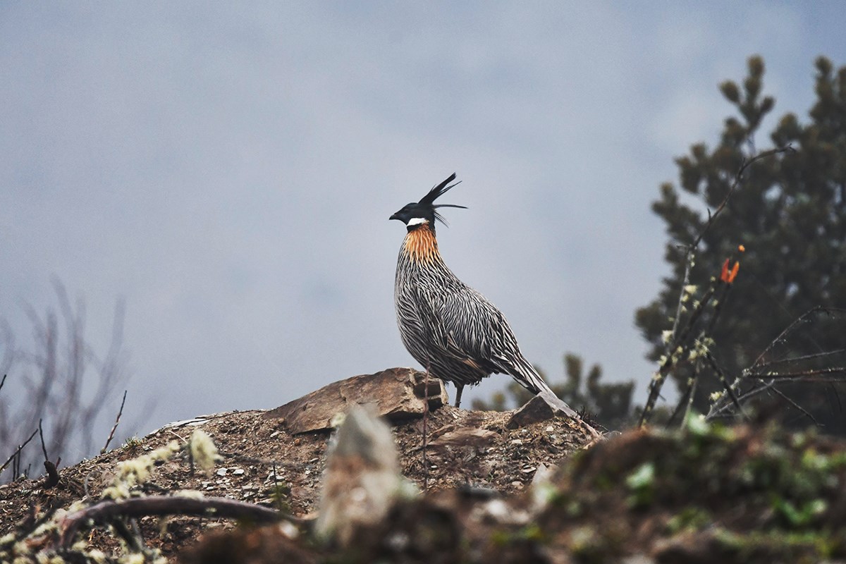 Koklass Pheasant  | Photo par Liu Bin