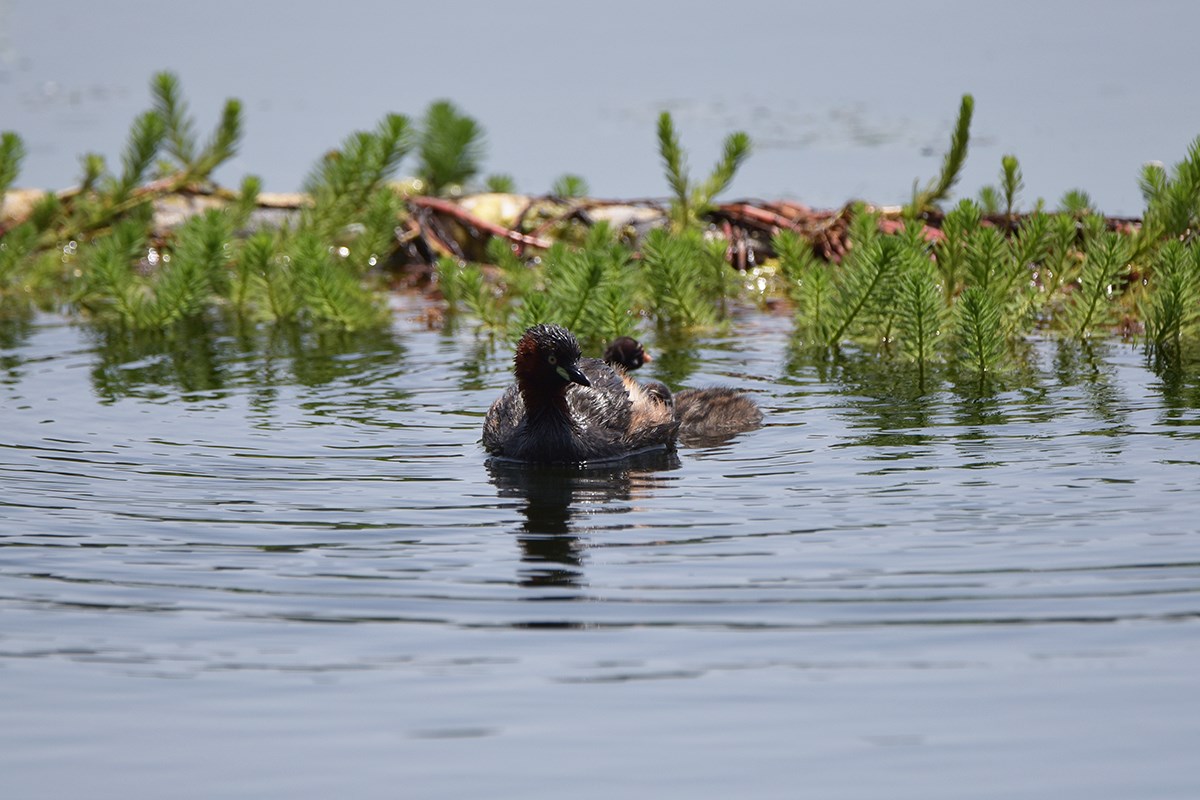 Little Grebe | Photo par Liu Bin