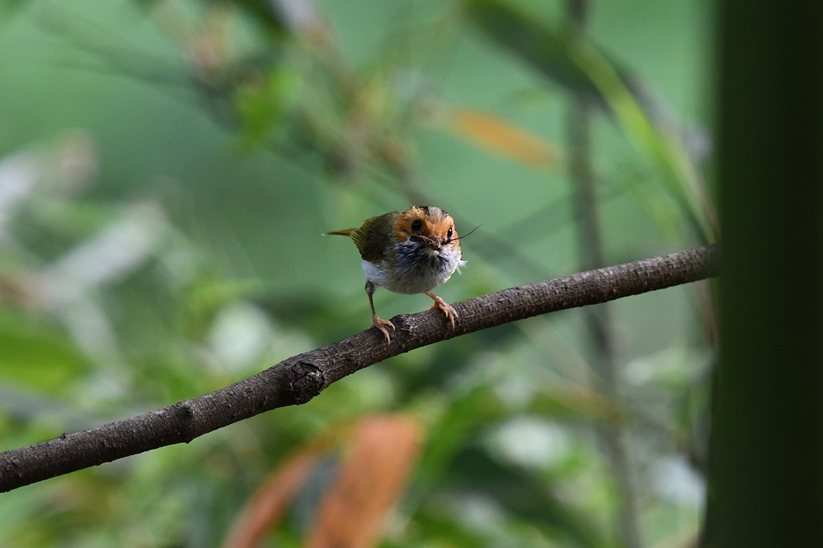 Rufous Faces Warbler | Photo par Liu Bin