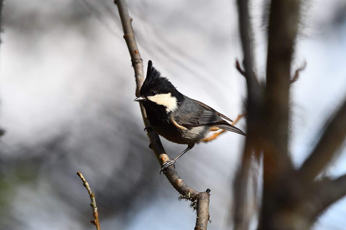Rufous Vented Tit | Photo par Liu Bin