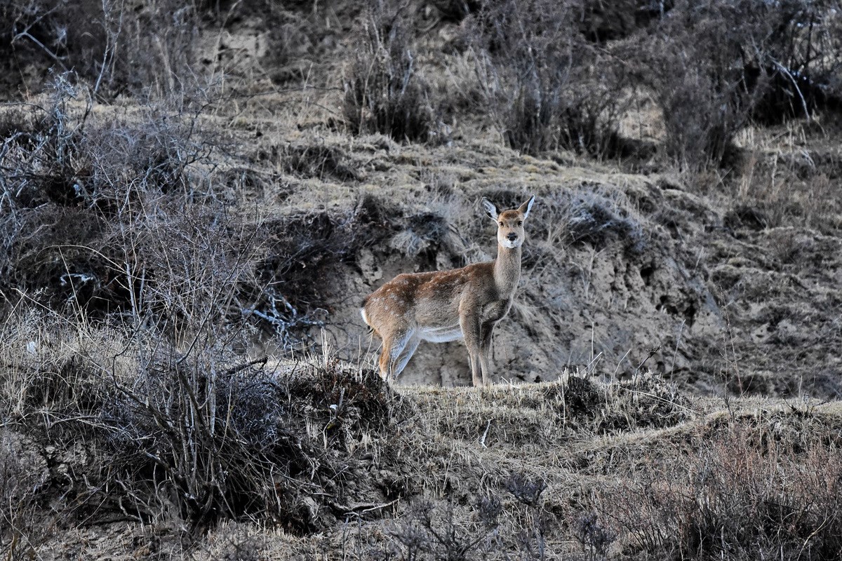 Sichuan Sika Deer in Tiebu Reserve | Photo par Liu Bin