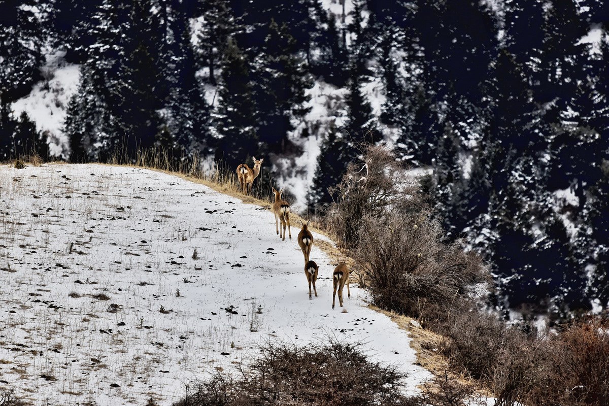 Sichuan Sika Deer in Tiebu Reserve | Photo par Liu Bin