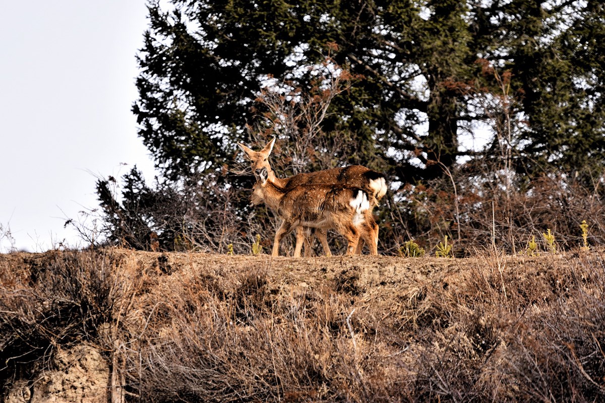 Sichuan Sika Deer in Tiebu Reserve | Photo par Liu Bin