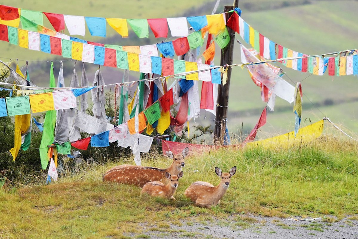 Sichuan Sika Deer in Tiebu Reserve | Photo par Liu Bin