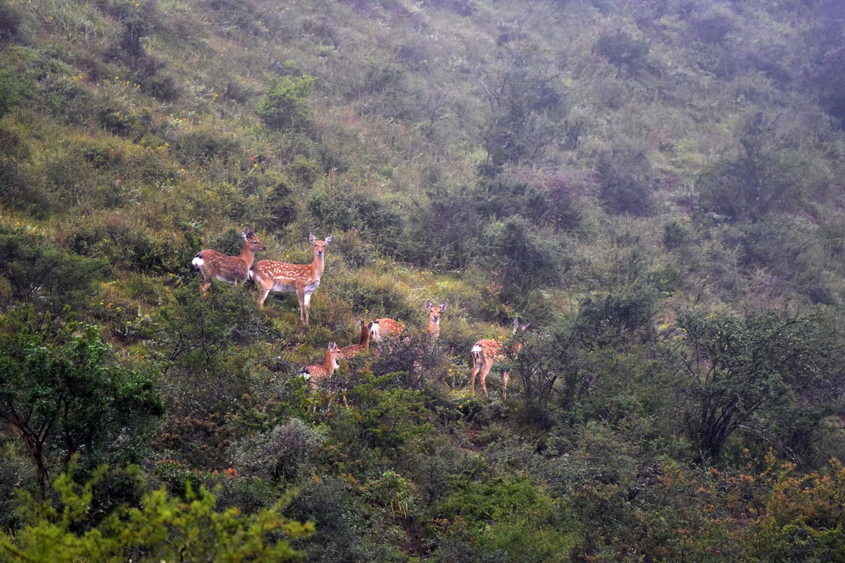Sichuan Sika Deer in Tiebu Reserve | Photo par Liu Bin