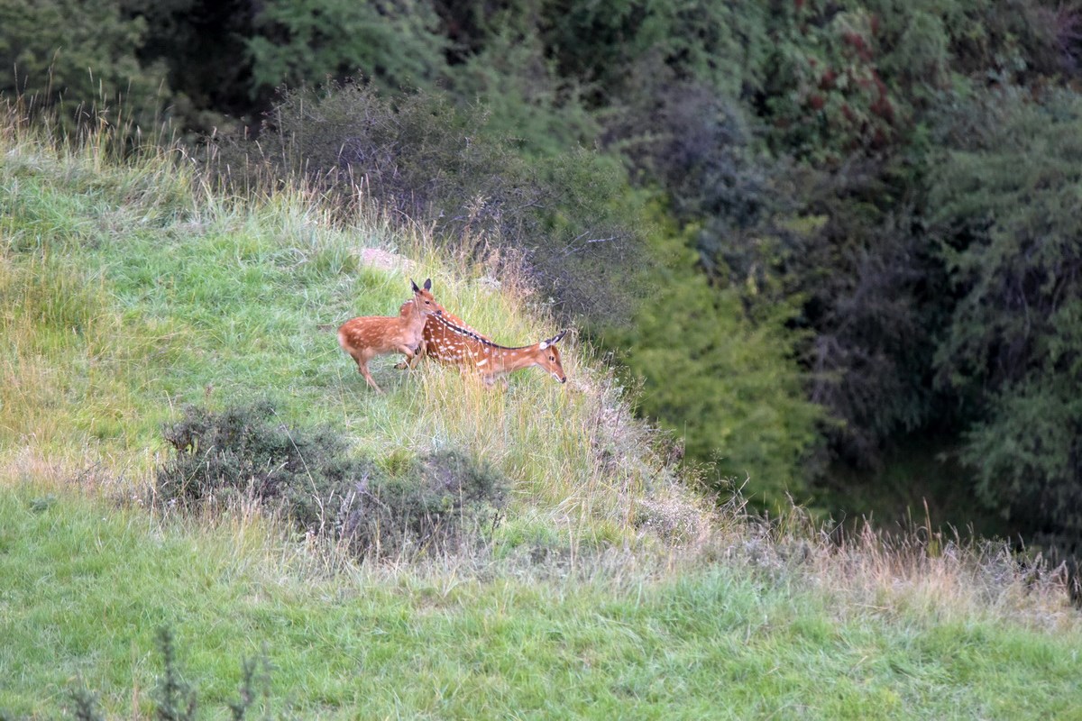 Sichuan Sika Deer in Tiebu Reserve | Photo par Liu Bin