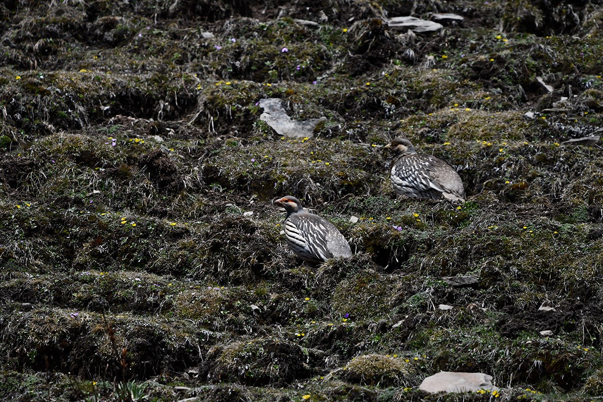 Tibetan Snowcock | Photo par Liu Bin