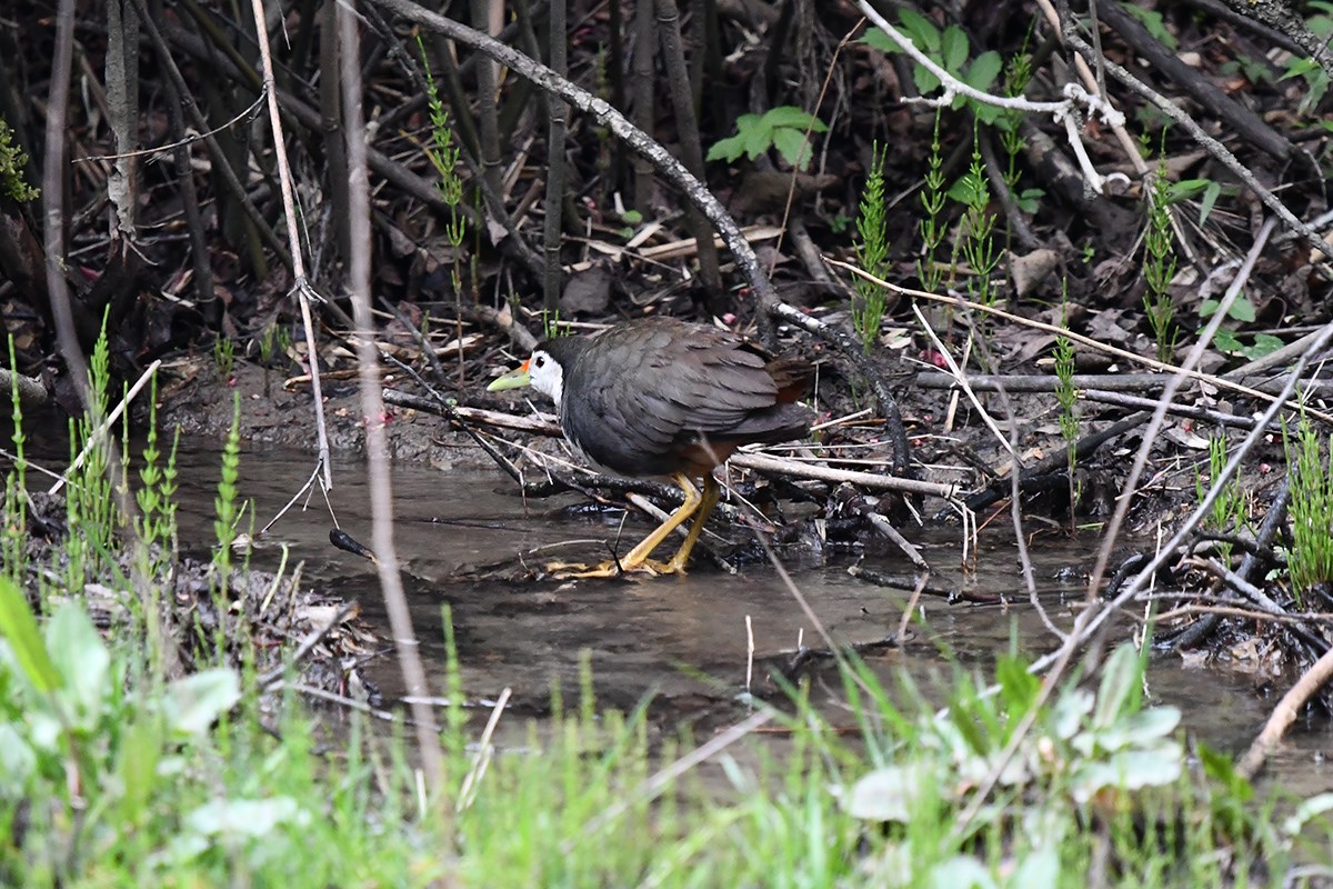White Breasted Waterrhen | Photo par Liu Bin