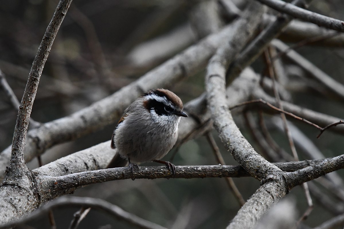White Browed Fulvetta | Photo par Liu Bin