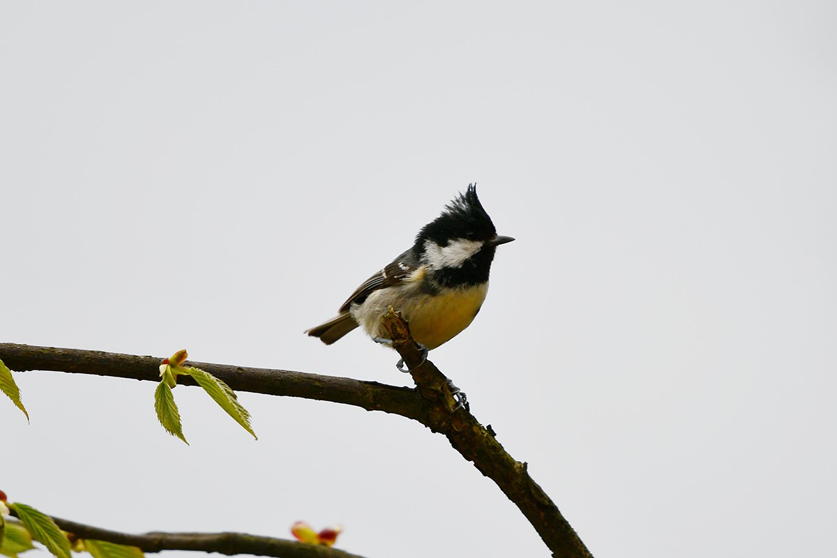 Yellow Bellied Tit | Photo par Liu Bin