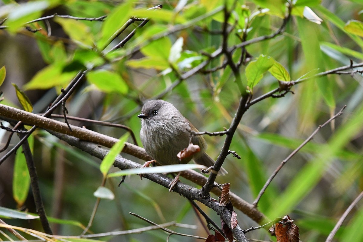 Yunnan Fulvetta | Photo par Liu Bin