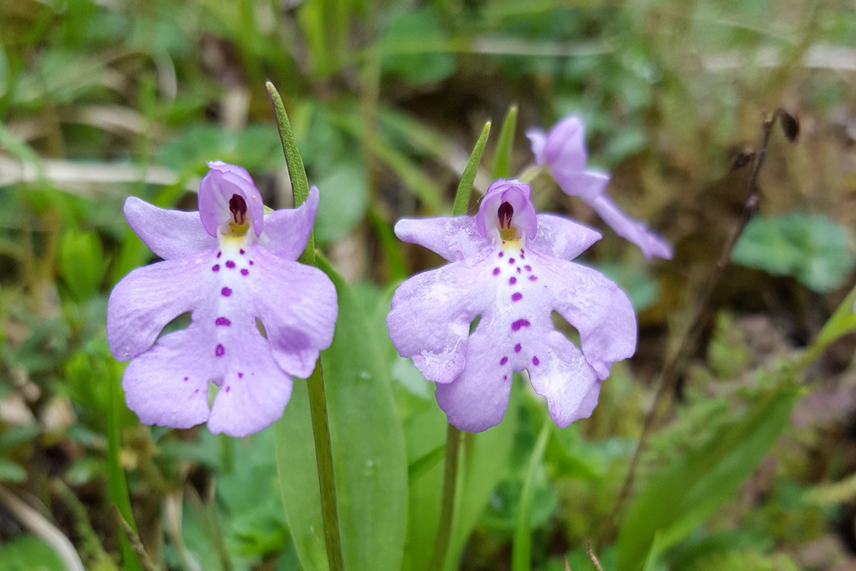 Amitostigma Monanthum | Photo par Zhang Yong
