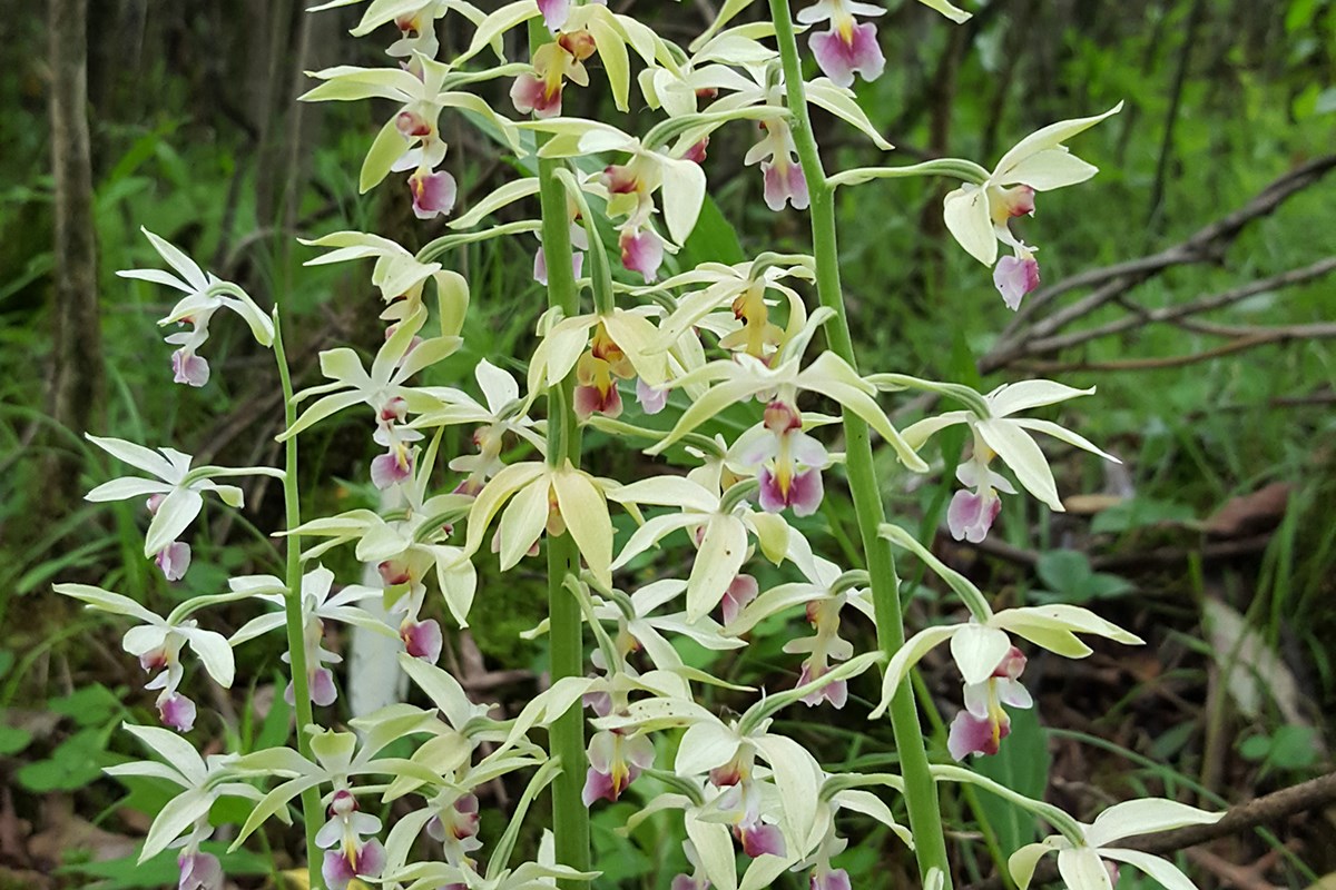 Calanthe Brevicornu | Photo par Zhang Yong