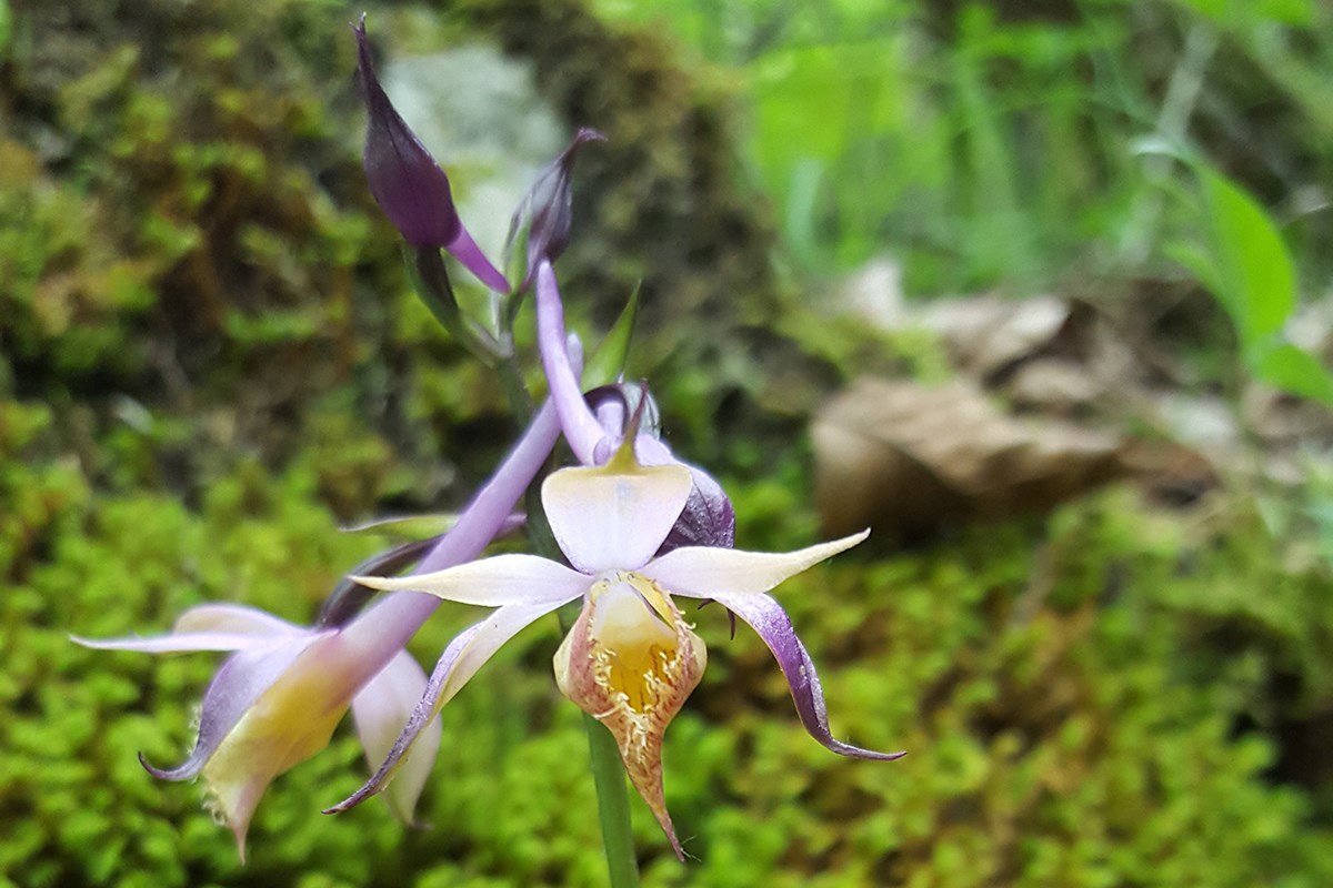 Calanthe alpina | Photo par Zhang Yong