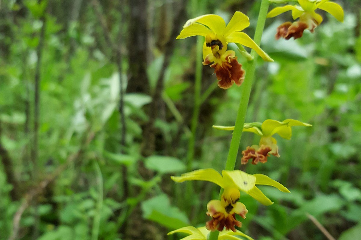 Calanthe ricarinata | Photo par Zhang Yong