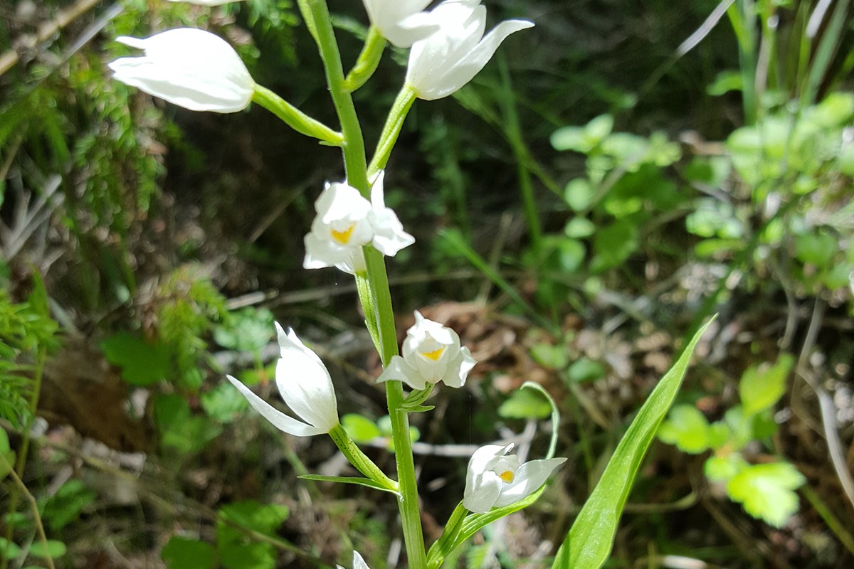 Cephalanthera longifolia | Photo par Zhang Yong