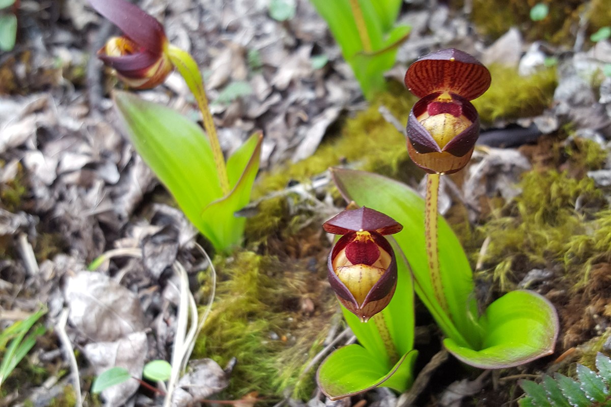 Cypripedium barrdolphianum | Photo par Zhang Yong