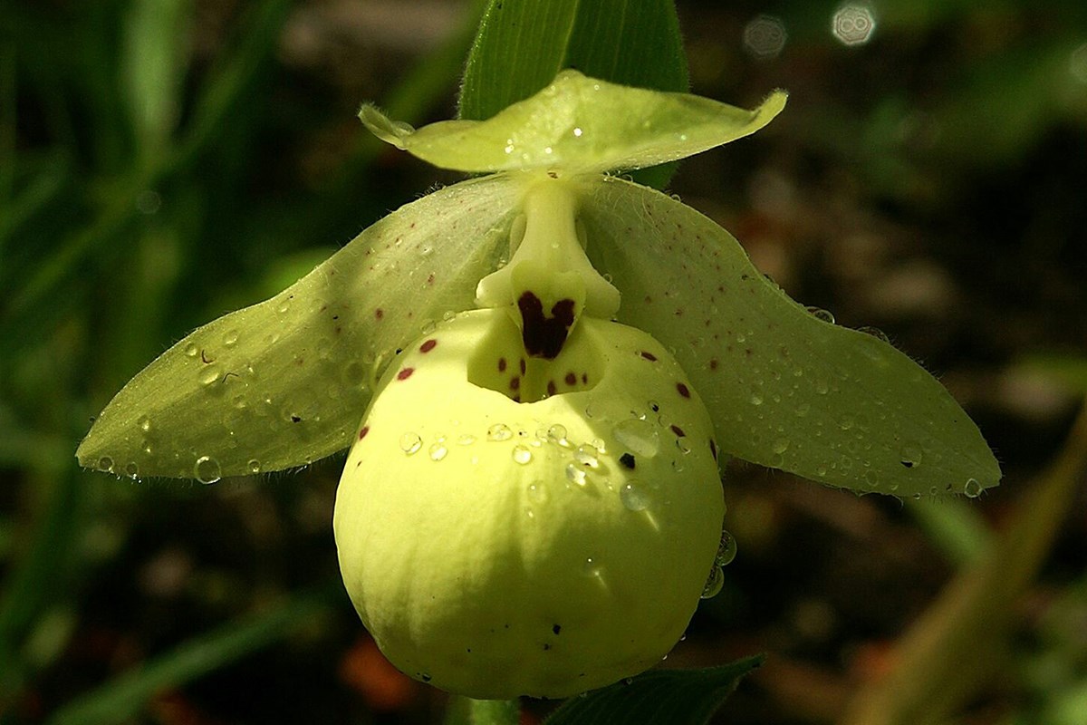 Cypripedium flavum | Photo par Zhang Yong