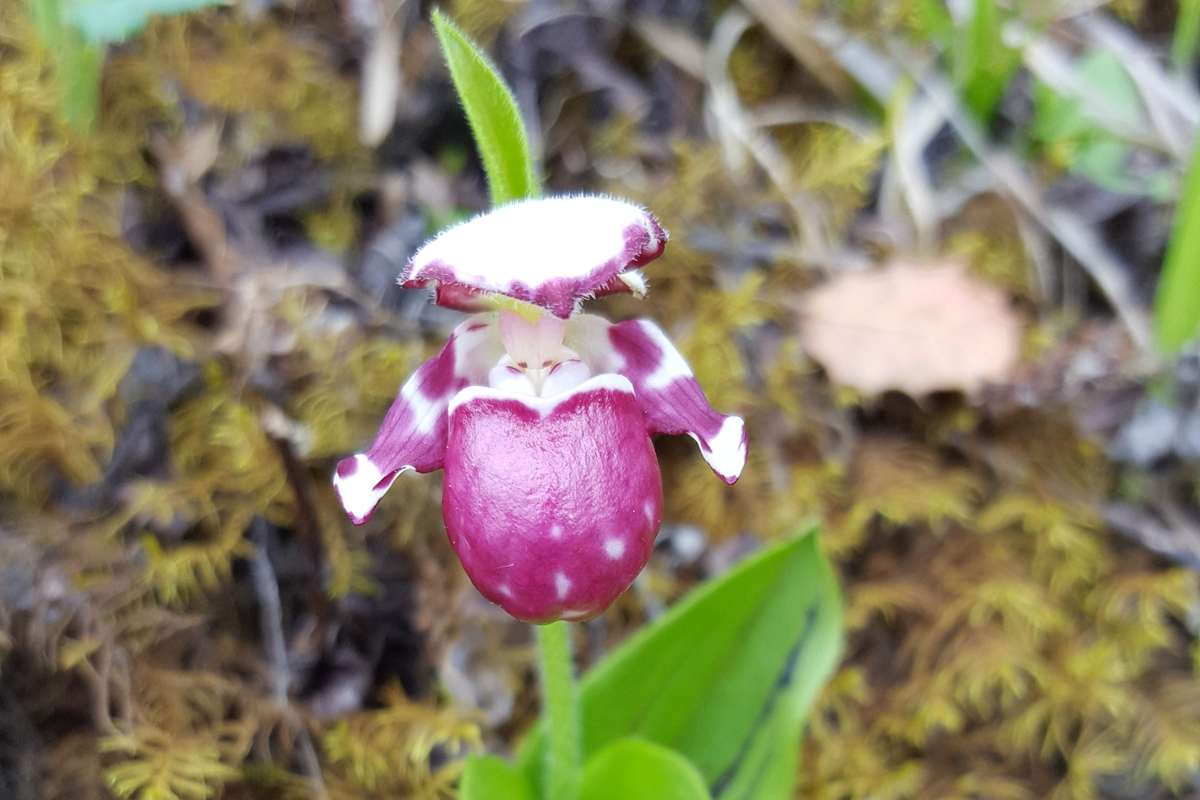 Cypripedium guttatum | Photo par Zhang Yong