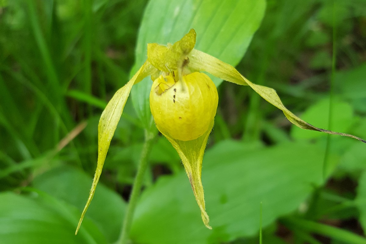 Cypripedium henryi | Photo par Zhang Yong