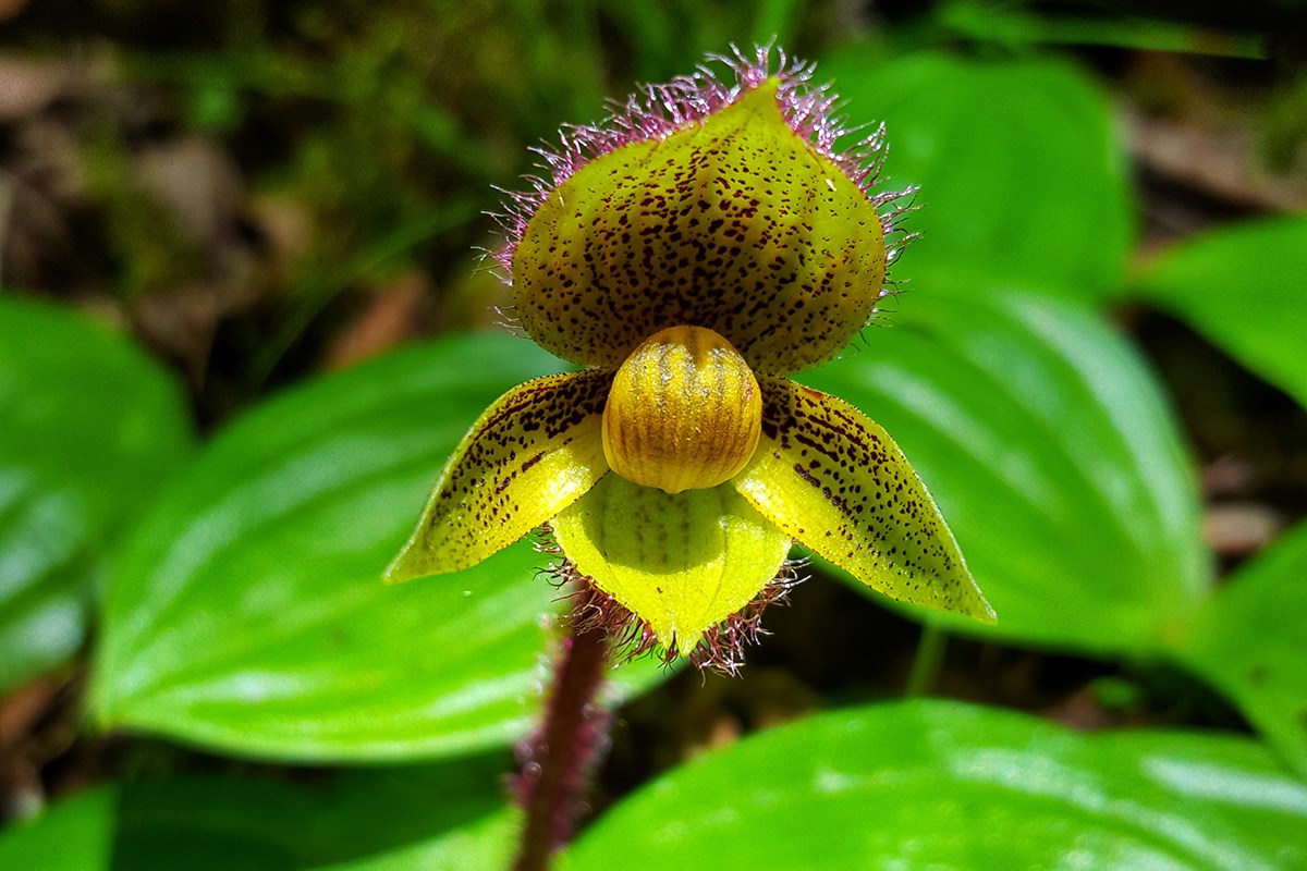Cypripedium micranthum | Photo par Zhang Yong