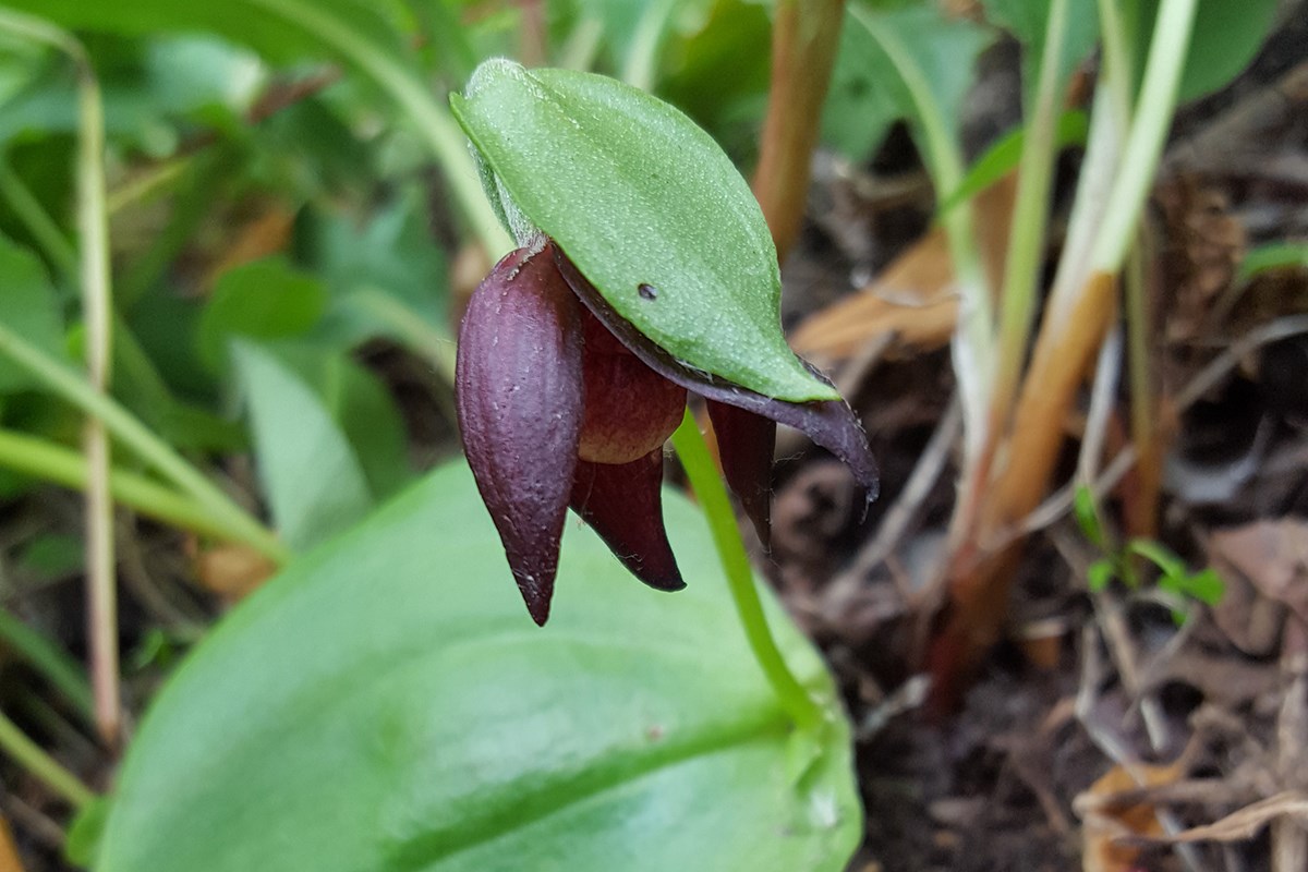 Cypripedium palangshanense | Photo par Zhang Yong