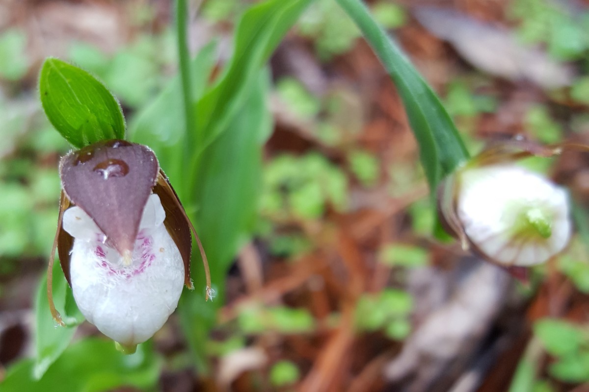 Cypripedium plectrochilum | Photo par Zhang Yong