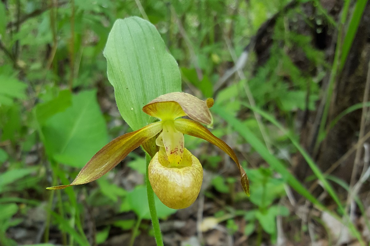 Cypripedium shanxiense | Photo par Zhang Yong