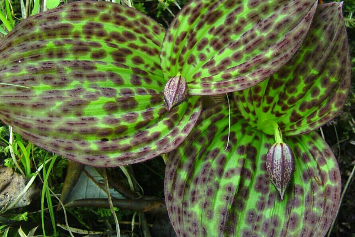 Cypripedium sichaunnense | Photo par Zhang Yong