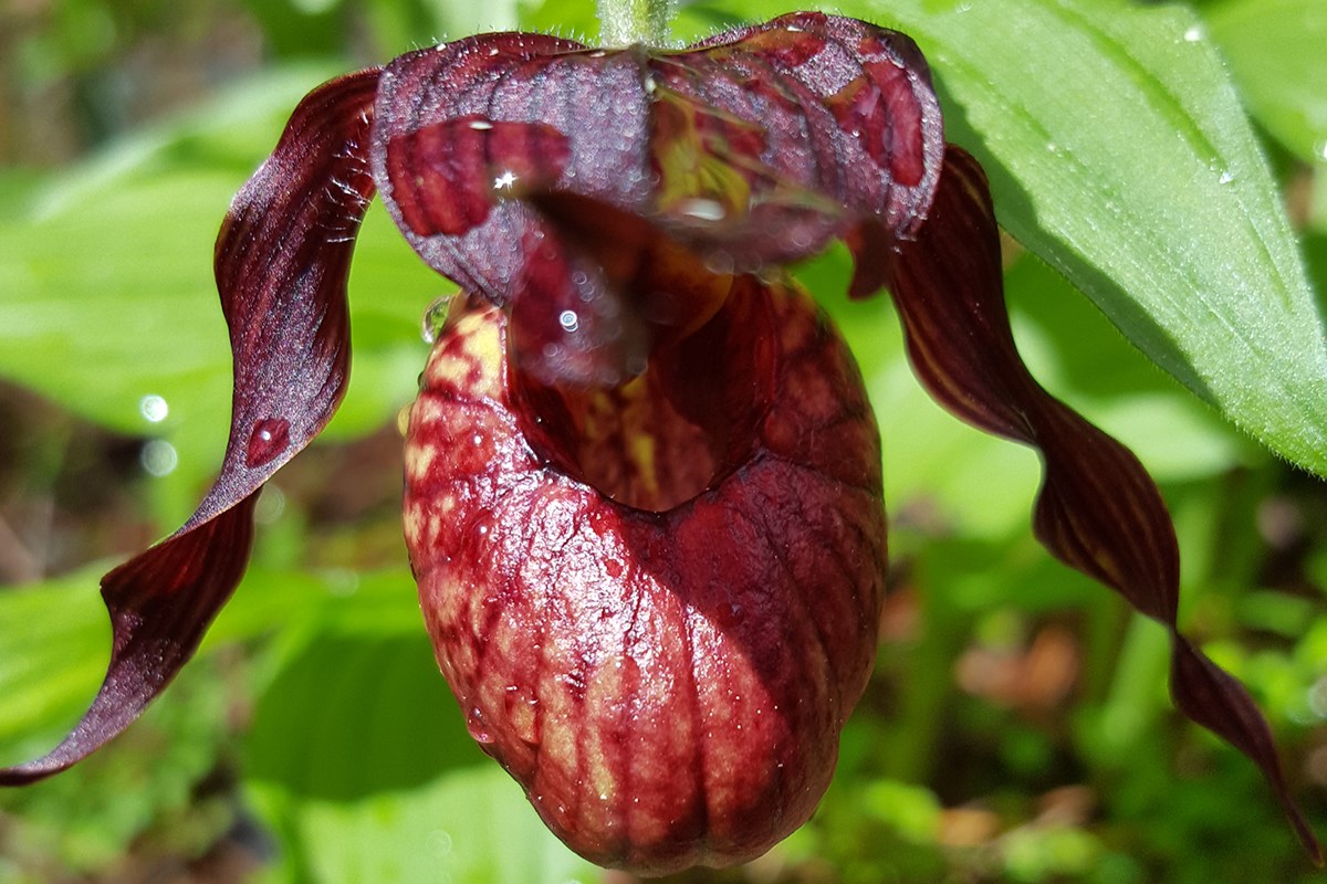 Cypripedium tibeticum | Photo par Zhang Yong
