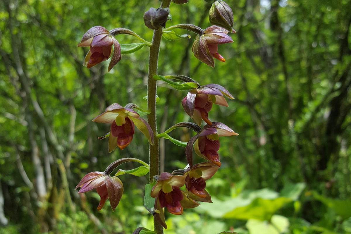Epipactis mairei | Photo par Zhang Yong