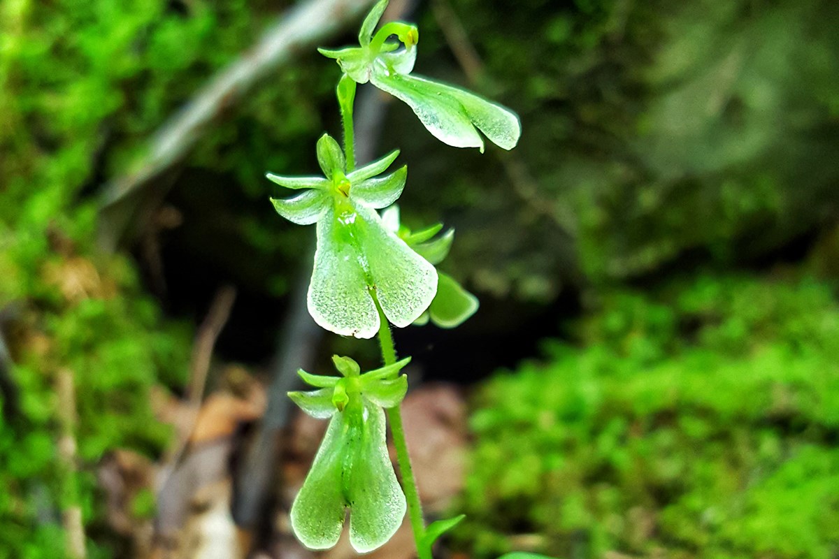 Listera Grandiflora | Photo par Zhang Yong