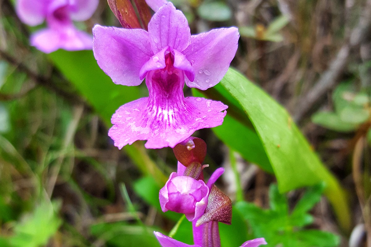 Orchis chusua | Photo par Zhang Yong