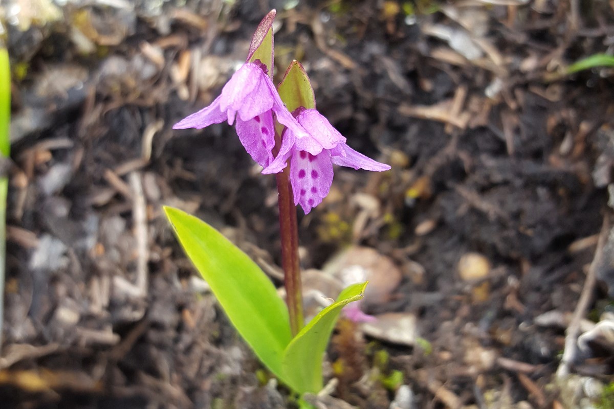 Orchis diantha | Photo par Zhang Yong