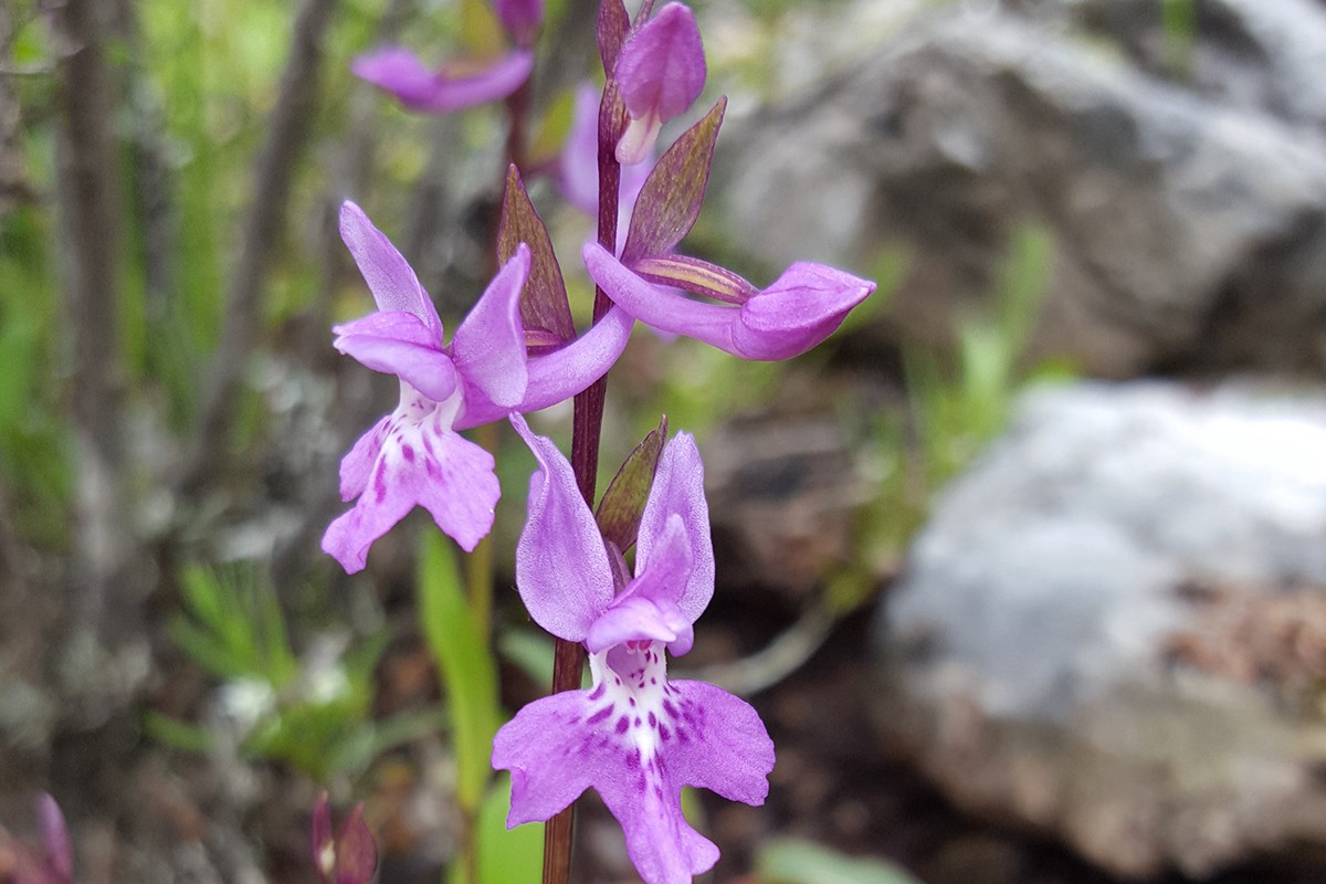 Orchis roborovskii | Photo par Zhang Yong