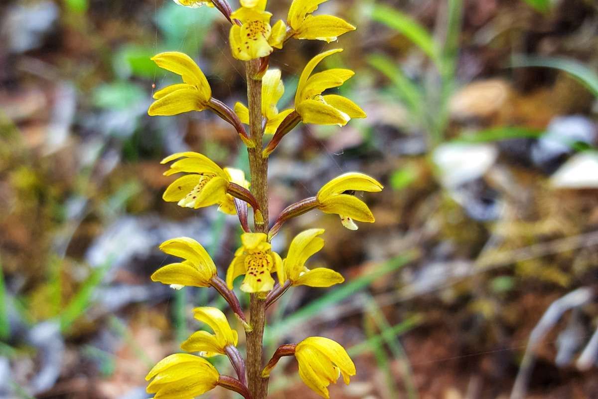 Oreorchis erythrochrysea | Photo par Zhang Yong