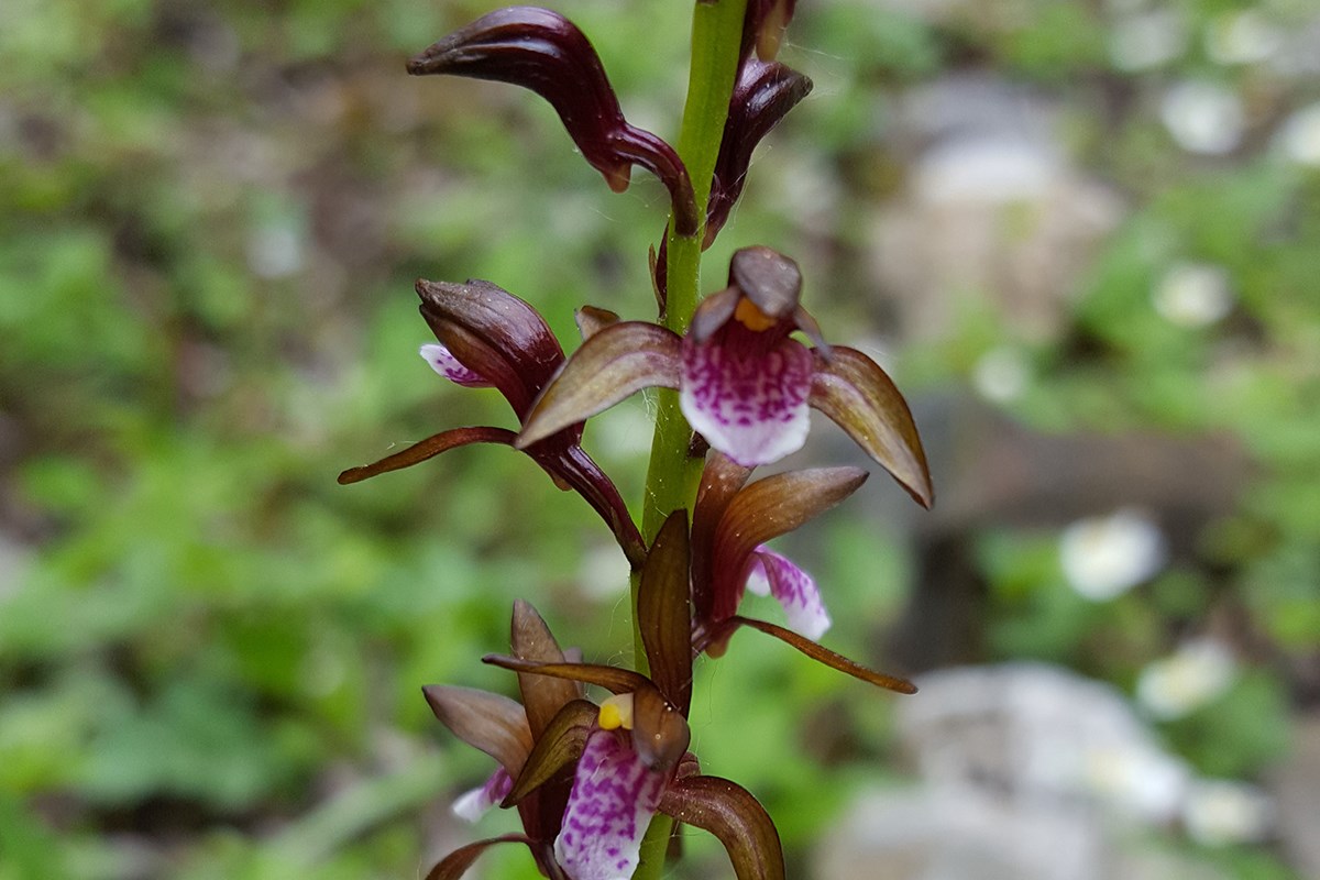 Oreorchis indica | Photo par Zhang Yong