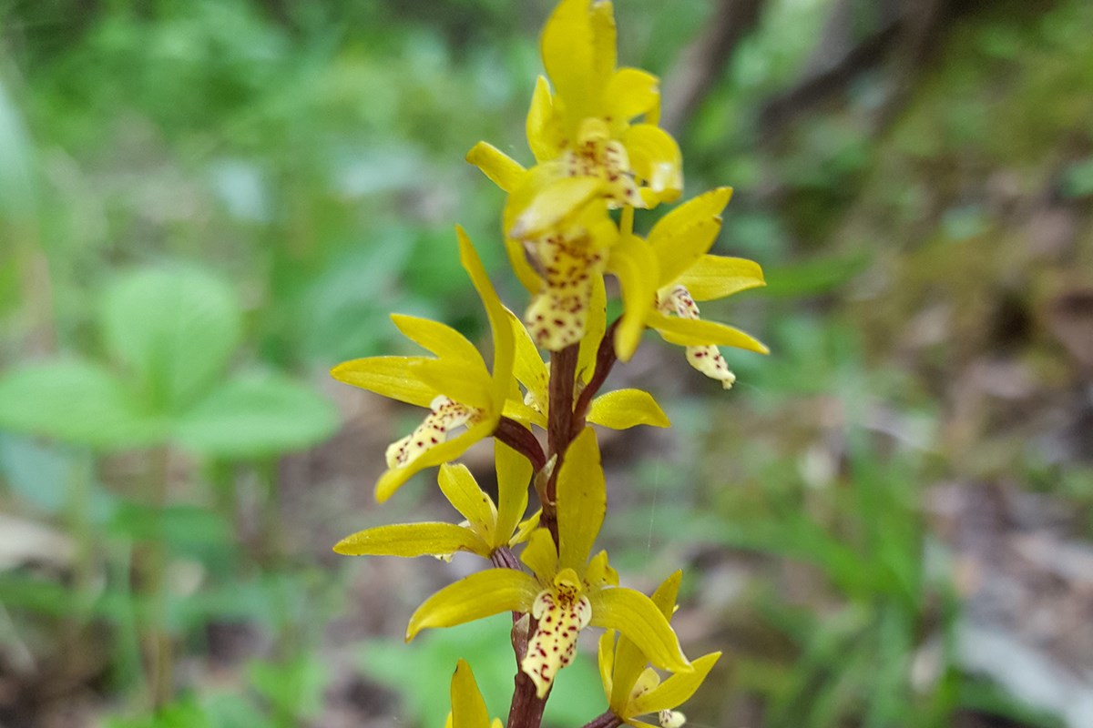 Oreorchis nana | Photo par Zhang Yong