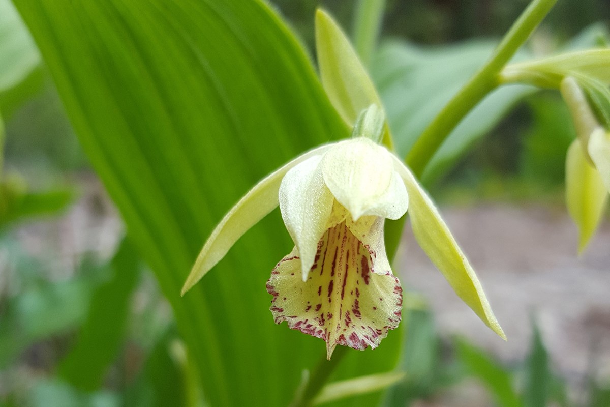 Phaius delavayi | Photo par Zhang Yong