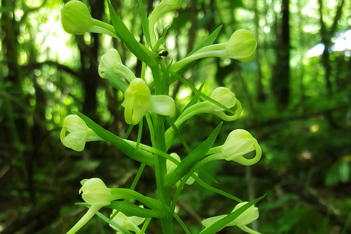 Platanthera japonica | Photo par Zhang Yong
