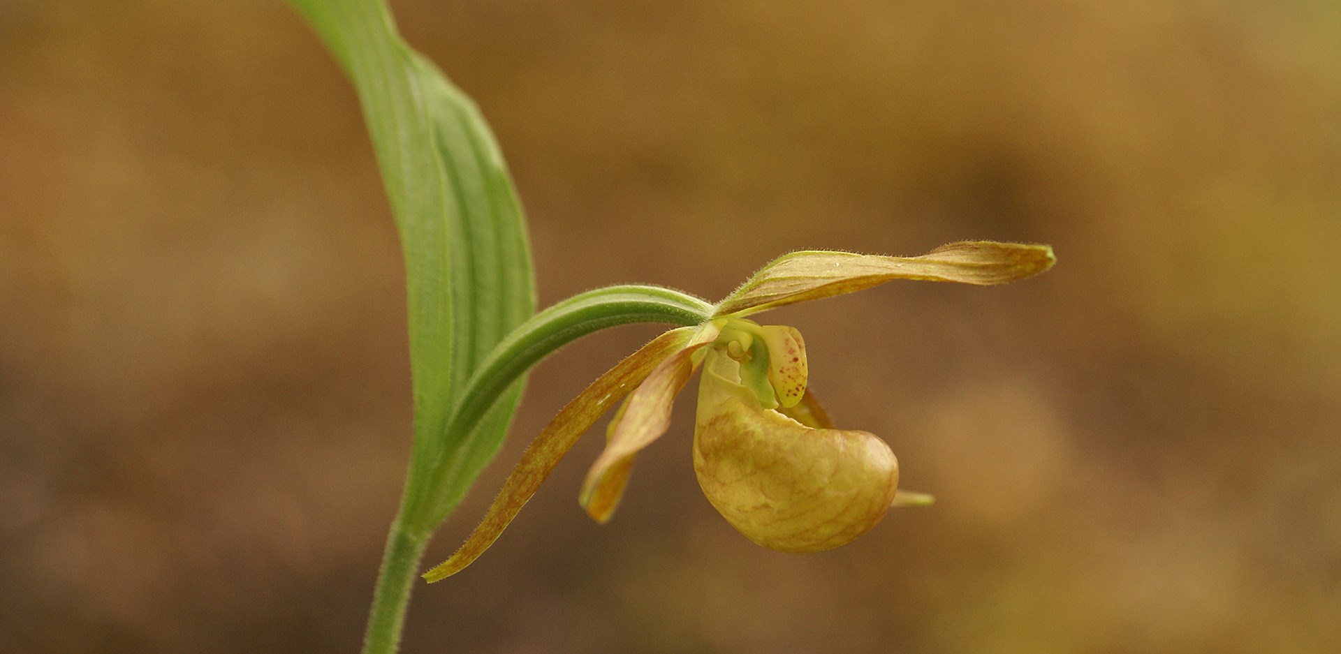 Voyage d’Observation d’Orchidées du Sichuan Occidental