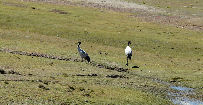 Schwarzhalskranich in Nordtibet Qiangtang 