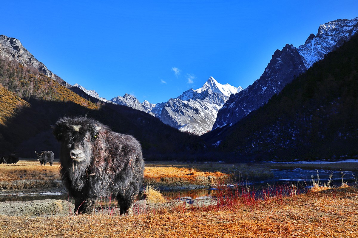 Xialuoduoji Mountain and Yak in Yading | Photo par Wang Lei